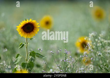 , Deutschland, Rheinland-Pfalz, 03.09.2024, eine leuchtend gelbe Sonnenblume stehen im Fokus, umgeben von einer Wiese mit unscharfen Sonnenblumen und Stockfoto