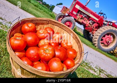 Reife Tomaten im Holzkorb auf dem Bauernhof mit Traktor im Hintergrund, Low Angle View Stockfoto