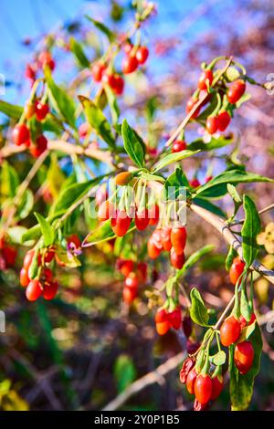 Reife rote Goji Beeren auf Zweig Nahaufnahme mit blauem Himmel Hintergrund Stockfoto