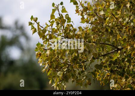 Herbstliche Blätter an einem Baumzweig , Deutschland, 03.09.2024, ein Baumzweig mit herbstlich verfärbten Blättern, die in verschiedenen Grün- und Gelbtönen schimmern. Das Bild fängt die Schönheit der herbstlichen Natur in einer detaillierten Nahaufnahme ein. *** Herbstliche Blätter auf einem Ast , Deutschland 03 09 2024, Ein Ast mit herbstlichen Blättern, die in verschiedenen Grün- und Gelbtönen schimmern, das Bild fängt die Schönheit der herbstlichen Natur in einer detaillierten Nahaufnahme ein Stockfoto