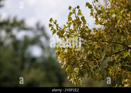 Herbstliche Blätter an einem Baumzweig , Deutschland, 03.09.2024, ein Baumzweig mit herbstlich verfärbten Blättern, die in verschiedenen Grün- und Gelbtönen schimmern. Das Bild fängt die Schönheit der herbstlichen Natur in einer detaillierten Nahaufnahme ein. *** Herbstliche Blätter auf einem Ast , Deutschland 03 09 2024, Ein Ast mit herbstlichen Blättern, die in verschiedenen Grün- und Gelbtönen schimmern, das Bild fängt die Schönheit der herbstlichen Natur in einer detaillierten Nahaufnahme ein Stockfoto