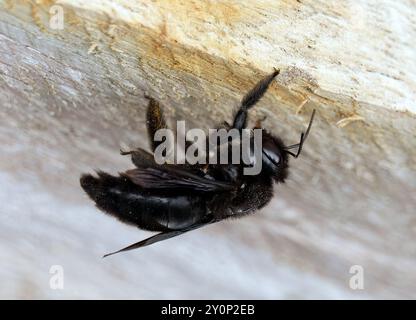 Galápagos Zimmerbiene, Abeille charpentière des Galapagos, Xylocopa darwini, galápagosi ácsméh, Isabela, Galápagos, Ecuador, Südamerika Stockfoto