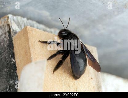 Galápagos Zimmerbiene, Abeille charpentière des Galapagos, Xylocopa darwini, galápagosi ácsméh, Isabela, Galápagos, Ecuador, Südamerika Stockfoto