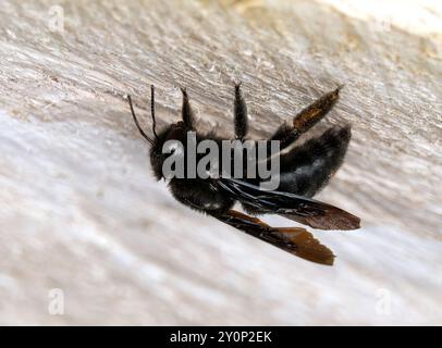 Galápagos Zimmerbiene, Abeille charpentière des Galapagos, Xylocopa darwini, galápagosi ácsméh, Isabela, Galápagos, Ecuador, Südamerika Stockfoto