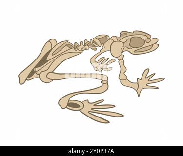 Vektor-isolierte Illustration eines Froschskeletts auf weißem Hintergrund. Stock Vektor