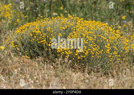 Nahaufnahme von Santolina Africana Blumen in den Aures Bergen, Algerien Stockfoto