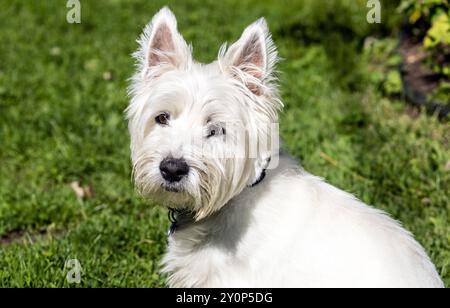 Nahaufnahme eines entzückenden West Highland White Terrier vorne, draußen. Hintergrund ist grasgrün. Stockfoto