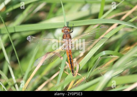 Seltener Chaser oder blauer Chaser Dragonfly Unreife männlich - Libellula fulva Stockfoto