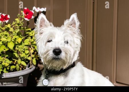 Nahaufnahme eines West Highland White Terrier Front mit Blumen im Hintergrund. Stockfoto