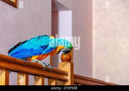 Ara-Papagei mit buntem Gefieder sitzt auf einem Geländer in einem Haus vor einem Mauergrund Stockfoto