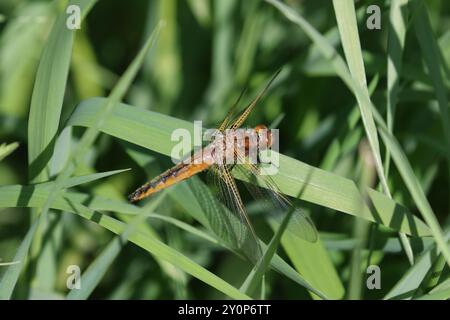 Seltener Chaser oder blauer Chaser Libellula fulva Stockfoto