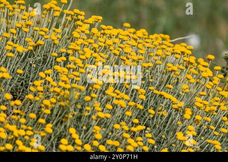 Nahaufnahme von Santolina Africana Blumen in den Aures Bergen, Algerien Stockfoto