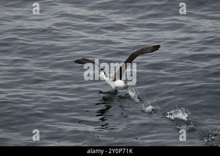 Schwarzbrauen-Albatros oder Schwarzbrauen-Mollymawk (Thalassarche melanophris), die vom Wasser im Beagle-Kanal abheben Stockfoto