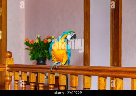 Ara-Papagei mit buntem Gefieder sitzt auf einem Geländer in einem Haus vor einem Mauergrund Stockfoto