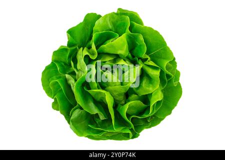 Der Kopfsalat isoliert auf weißem Hintergrund Stockfoto