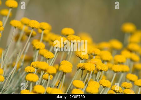 Nahaufnahme von Santolina Africana Blumen in den Aures Bergen, Algerien Stockfoto