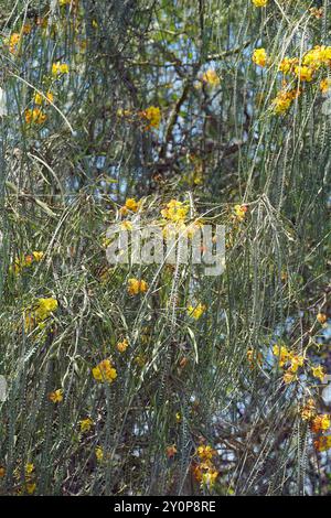 palo verde, mexikanischer palo verde, Jerusalemsdorn, Epine de Jérusalem, Parkinsonia aculeata, Isabela Island, Galápagos, Ecuador, Südamerika Stockfoto