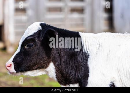 Ein junges Kalb mit einem markanten schwarz-weißen Fell weidet ruhig auf einem grünen Feld an einem sonnigen Nachmittag. Auf dem Bauernhof befinden sich rustikale Zäune Stockfoto