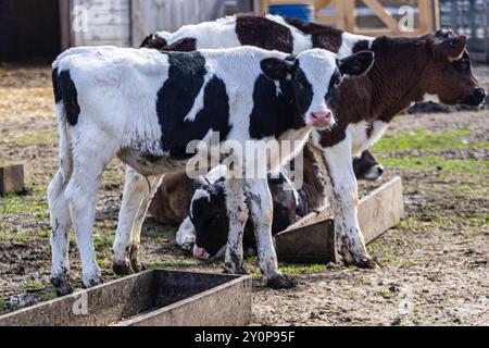 Kälber grasen friedlich auf frischem Gras auf einer lokalen Farm, was das Konzept von Farm-to-Table im Frühling unterstreicht. Die lebendige Umgebung der Bauernhöfe zeigt s Stockfoto