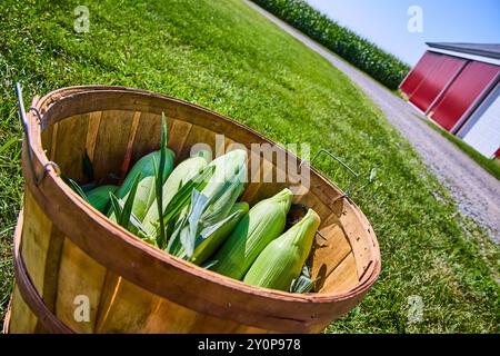 Frische Maisernte im rustikalen Korb mit Scheunenhintergrund, Nahperspektive Stockfoto