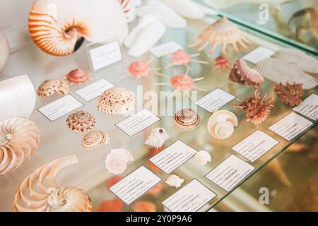 Eine wunderschön angeordnete Sammlung verschiedener Muscheln und Meeresproben wird in einem Glaskoffer ausgestellt, mit detaillierten Etiketten, die lehrreich sind Stockfoto