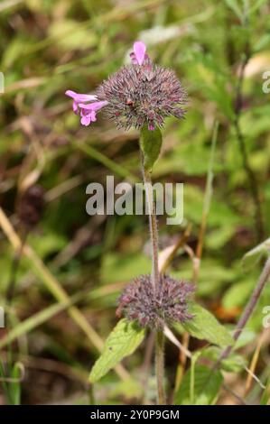 Wildes Basilikum, Clinopodium vulgare, Lamiaceae. Totternhoe Knolls, Chilterns, Großbritannien. Wildes Basilikum ist ein mehrjähriges rhizomatöses Kraut. Stockfoto