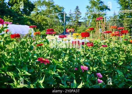 Lebendiger Zinnia Garten mit Gewächshaus und Bäumen in Tagesansicht auf Augenhöhe Stockfoto