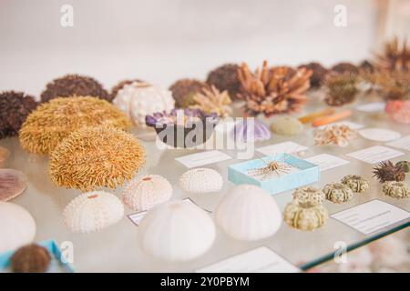 Besucher bewundern eine große Auswahl an Meerestieren, die in einem Glaskoffer in einem Naturkundemuseum angeordnet sind und verschiedene Meeresbewohner und -Tiere hervorheben Stockfoto