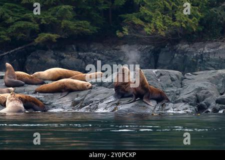 Eine große Gruppe von Steller Sealionen (Eumetopias jubatus), die auf grauen Felsen am Meer mit Bäumen dahinter gezogen werden. Zwei Erwachsene mit rauchendem Atem Stockfoto