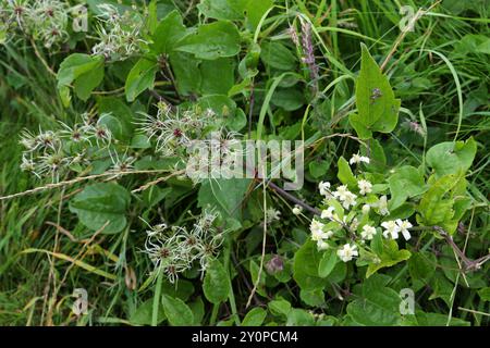 Blumen und Samen von Old man's Beard oder Traveller's Joy, Clematis vitalba, Ranunculaceae. UK. Es ist an vielen Orten eine invasive Pflanze. Stockfoto