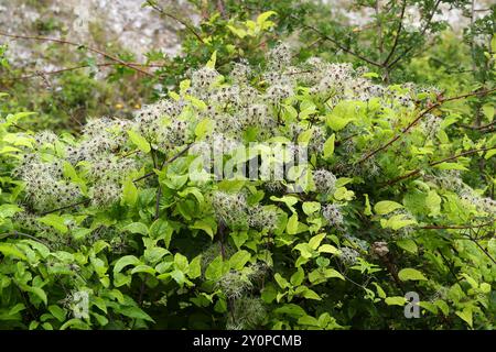 Samen von Old man's Beard oder Traveller's Joy, Clematis vitalba, Ranunculaceae. UK. Es ist an vielen Orten eine invasive Pflanze. Stockfoto