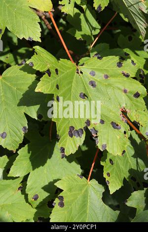Teerfleckenpilz, Rhytisma acerinum, Rhytismataceae, auf Platanenblättern. UK. R. acerinum ist ein Ascomycätenpilz, der die Blätter von Bäumen infiziert. Stockfoto