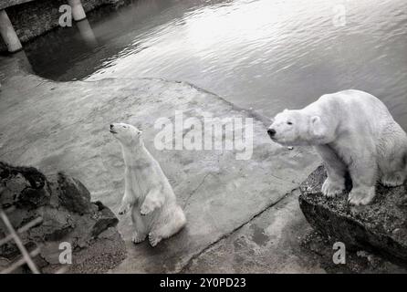 1960, historisch, zwei Eisbären in ihrem Gehege im Chester Zoo, England, Großbritannien. Im Jahr 1944 begannen die Bauarbeiten an einem neuen Lebensraum für die Bären mit veralteten Panzersperren aus dem 2. Weltkrieg, das Geld kam von einem lokalen Unterstützer, der ursprünglich die erste Polarbar des Zoos, Punch, übernommen hatte, der 1934 angekommen war. Stockfoto