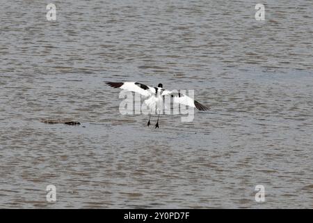 Ein avocet (Recurvirostra avosetta), der von der Kamera wegfliegt und sich auf die Landung auf dem Meer vorbereitet Stockfoto
