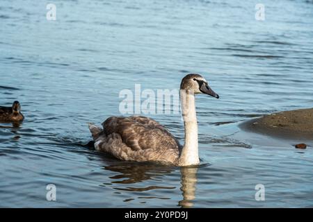 Schwäne in der Kurischen Lagune auf der Kurischen Nehrung im Dorf Lesnoy. Region Kaliningrad. Russland Stockfoto