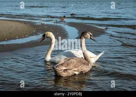 Schwäne in der Kurischen Lagune auf der Kurischen Nehrung im Dorf Lesnoy. Region Kaliningrad. Russland Stockfoto