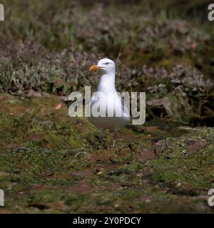 Eine Heringsmöwe (Larus argentatus), die auf einem Felsen steht und der Kamera zugewandt ist Stockfoto