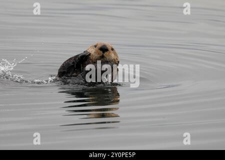 Ein niedlicher Seeotter (Enhydra lutris) schwimmt im Meer, vor der Kamera Stockfoto