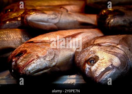 Malaga, Spanien. Frischer Fisch in der Markthalle 'Mercado Central de Atarazanas' im Zentrum von Malaga Stockfoto