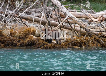 Grizzlybär (Ursus arctos horribilis) lehrt zwei Jungen, in der Gezeitenzone am Ufer des Knight Inlet zu jagen Stockfoto