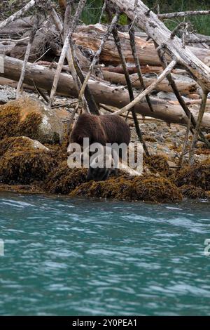 Grizzlybär (Ursus arctos horribilis) lehrt zwei Jungen, in der Gezeitenzone am Ufer des Knight Inlet zu jagen Stockfoto