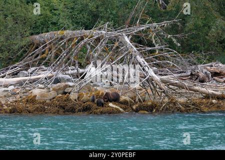 Grizzlybär (Ursus arctos horribilis) lehrt zwei Jungen, in der Gezeitenzone am Ufer des Knight Inlet zu jagen Stockfoto