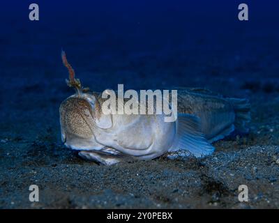 Der Uranoscopus-Schaber hat einen Köder im Mund, der seine Beute jagt. Stockfoto