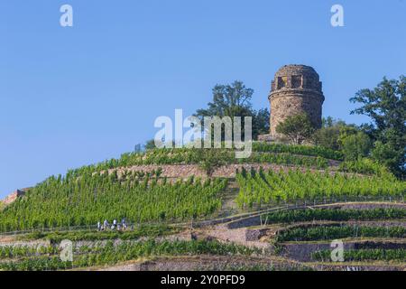 Radebeul Weinhänge der Bismarckturm in Radebeul, auch Bismarcksäule, ist einer von etwa 145 in Deutschland noch existierende Bismarcktürmen zu Ehren des Fürsten Otto von Bismarck 1815 1898. Der Radebeuler Turm wurde von Wilhelm Kreis als individueller Entwurf gestaltet, von Baumeister Alfred große aus Kötzschenbroda erbaut und am 2. September 1907 eingeweiht. Er hat eine Höhe von 18 Metern. Und kann über eine moderne Treppe bestiegen werden. Radebeul Sachsen Deutschland *** Radebeul Weinhänge der Bismarckturm in Radebeul, auch bekannt als Bismarcksäule, ist einer von etwa 145 Bismarcktürmen Stockfoto