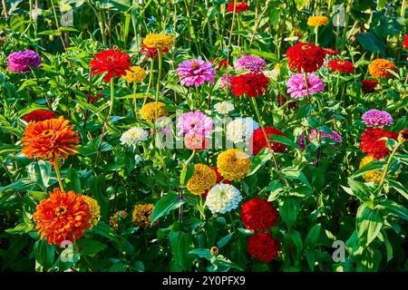Blühende Zinnien in lebendiger Perspektive auf Gartenaugenebene Stockfoto