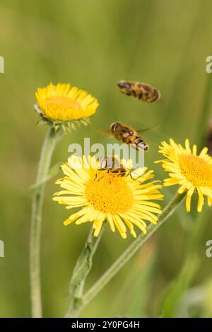 Eine streifengesichtige Dronefly (Eristalis nemorum) mit einem Mann, der über einem Weibchen fliegt (und bewacht), das Fleabane ernährt. Typisch für diese Art. Stockfoto