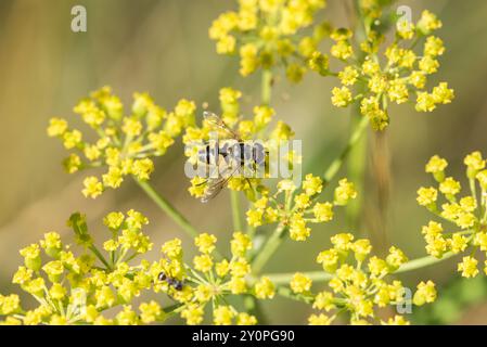 Batman Hoverfly (Myathropa florea) ernährt sich von Fenchelblüten auf Chobham Common, Surrey Stockfoto