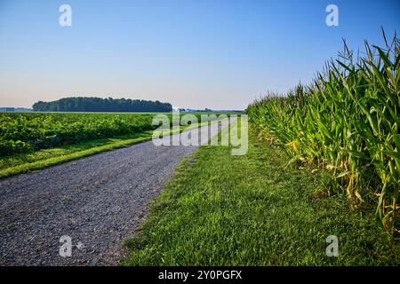 Gravel Road durch Maisfeld und Green Field auf der Augenhöhe des Sommertages Stockfoto