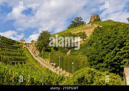 Radebeul Weinhänge die Spitzhaustreppe liegt in der sächsischen Stadt Radebeul. Sie verbindet das Weingut Hoflößnitz mit dem Spitzhaus bzw. dem Bismarckturm. Der Aufstieg, einschließlich des Muschelpavillons am oberen Ende, ist denkmalgeschützt. Radebeul Sachsen Deutschland *** Radebeul Weinhänge die Spitzhaustreppe befindet sich in der sächsischen Stadt Radebeul Sie verbindet das Weingut Hoflößnitz mit dem Spitzhaus und dem Bismarckturm die Treppe mit dem Muschelpavillon an der Spitze ist ein denkmalgeschütztes Gebäude Radebeul Sachsen Deutschland Stockfoto