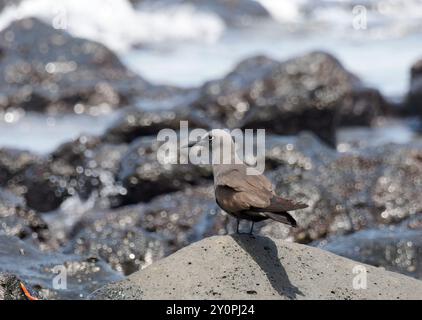 Brown Noddy, Braunnoddi, Noddi brun, Anous stolidus galapagensis, barna noddi, Santa Cruz Island, Galápagos, Ecuador, Südamerika Stockfoto